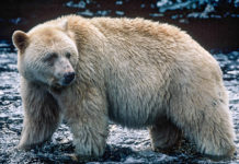 A new approach to understanding subspecies can boost conservation
