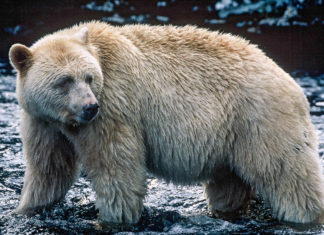 The inspiration for Ghost Bear Institute