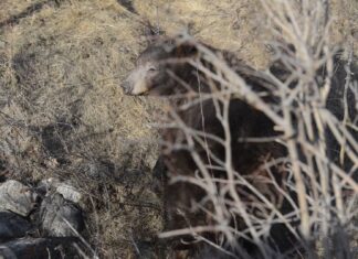 Black bear sow and cub emerging from den