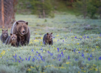 Building Nature Labs