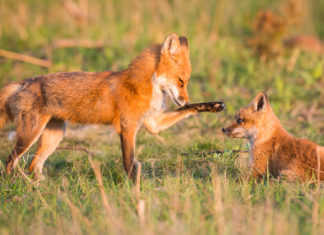 The Science Behind “I’m Sorry”: Why to Say It, and How