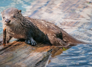 Supporting nature literacy
