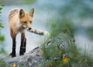 Four ways you can support nature literacy!