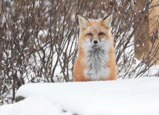 A new partnership for Nature Labs: Mount Robson Provincial Park