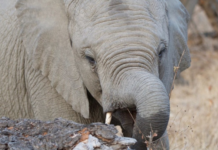 Our Board: Mehernosh Pestonji