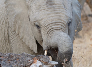 Our Board: Mehernosh Pestonji