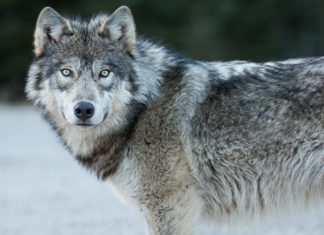 Our Board: Kerrie Blaise