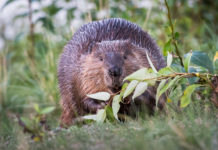 What Can We Learn From Beavers? Ben Goldfarb Says A Way To Solve Our Conservation Crisis