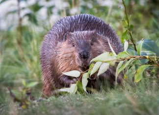 What Can We Learn From Beavers? Ben Goldfarb Says A Way To Solve Our Conservation Crisis