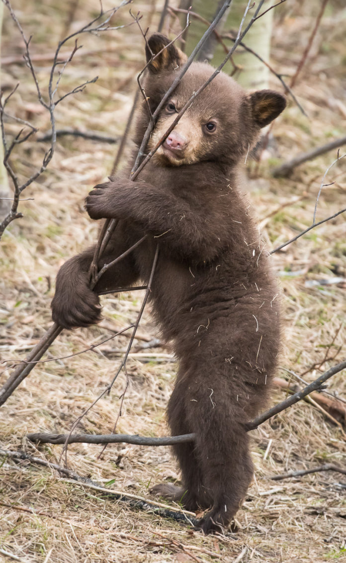Why do black bear cubs play? Nature Labs