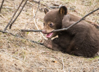 Why do black bear cubs play?