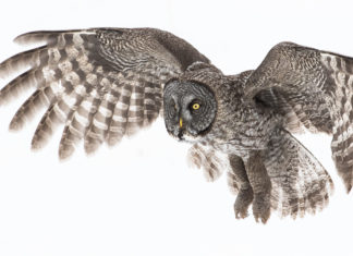 Nature Labs: A global vision