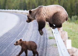 Wildlife adapting to the human environment