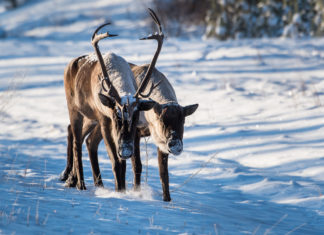 Critically endangered mountain caribou