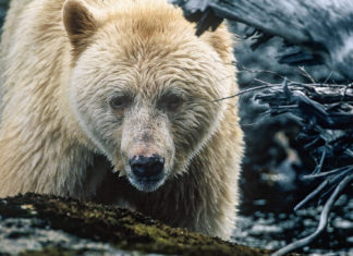 Countdown: A Decade in the Field