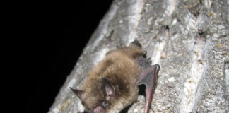 Alberta Bats | Susan L. Holroyd