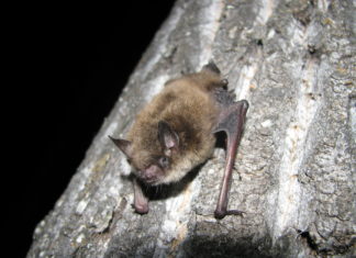 Alberta Bats | Susan L. Holroyd