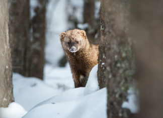 Losing some species may matter more than losing others