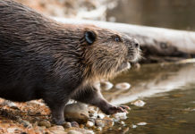 Beavers, Biodiversity and Wetlands of Hope
