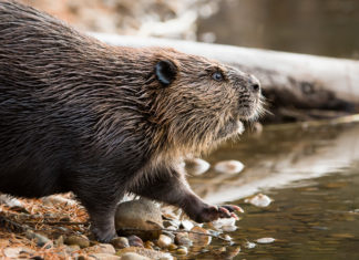 Beavers, Biodiversity and Wetlands of Hope