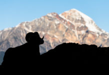 5 reasons why many conservation efforts fail