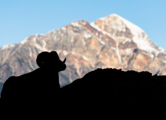 5 reasons why many conservation efforts fail