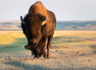 The other side to the story of people who tried to save the baby bison in Yellowstone