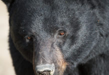 Remote B.C. reserve at leading edge of saving bears with animal-resistant bins