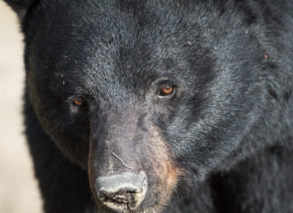 Remote B.C. reserve at leading edge of saving bears with animal-resistant bins