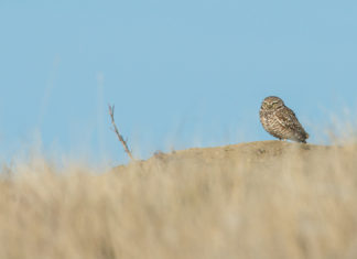 Too expensive to save? Why the best way to protect endangered species could mean letting some go