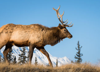 Is it Time to Rethink the North American Model of Wildlife Conservation?