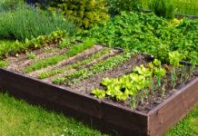 How to fight Insectageddon with a garden of native plants
