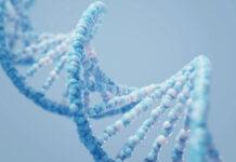 Diversity-dependent speciation and extinction in hominins