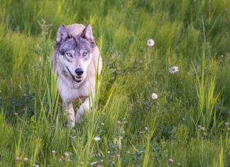 Why We’re So Divided Over Saving Wolves