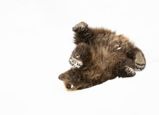 Will optimistic stories get people to care about nature?