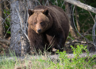 Bear 71: The intersection between humans, animals and technology