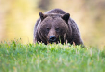 The Golf Course Grizzly: First Hope Of Biological Connectivity For Bruins?