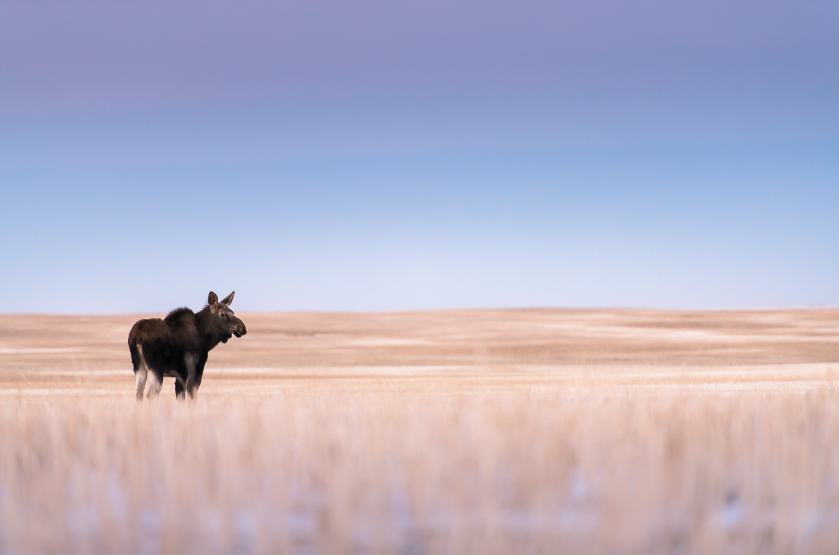 Think Moose Moose - Nature Labs