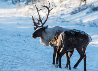 Canada can still save these animals—but the odds are long