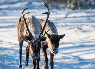 Saving our caribou forces us to face tough questions