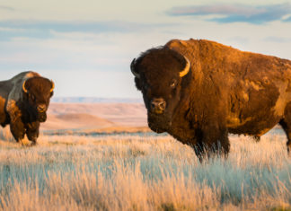 25 years later, Syncrude’s bison herd thriving on reclaimed oilsands lands