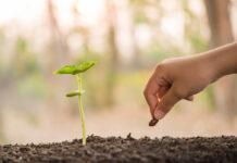 Unknown helpers of the soil: How invertebrates support the decomposition of plants