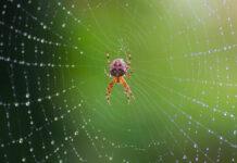 The endangered species hiding in plain sight