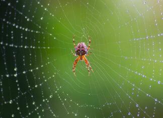 The endangered species hiding in plain sight