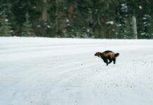 Wolverines As A Litmus Test On Human Values