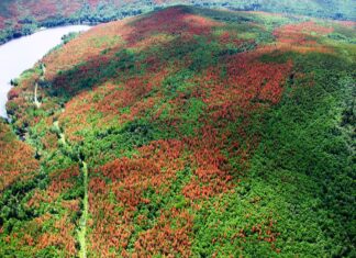 Pine trees send chemical warning to each other when pine beetles attack