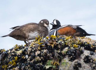 Canada’s biodiversity is in danger — here’s what you can do to help