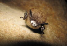 ‘I think it’s awesome’: Hundreds of bats move into historic Nanaimo area schoolhouse