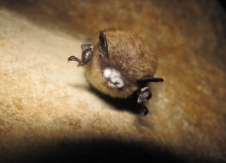 ‘I think it’s awesome’: Hundreds of bats move into historic Nanaimo area schoolhouse
