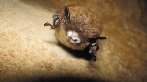 ‘I think it’s awesome’: Hundreds of bats move into historic Nanaimo area schoolhouse